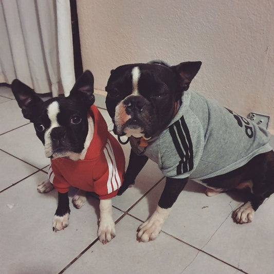 Sport Hoodies for Dogs